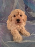 Male Bichon Poodle Puppy for sale #1|Bichon Poo Breeder Located Near the Iowa Minnesota Border with Bichon Poodle Puppies for sale 